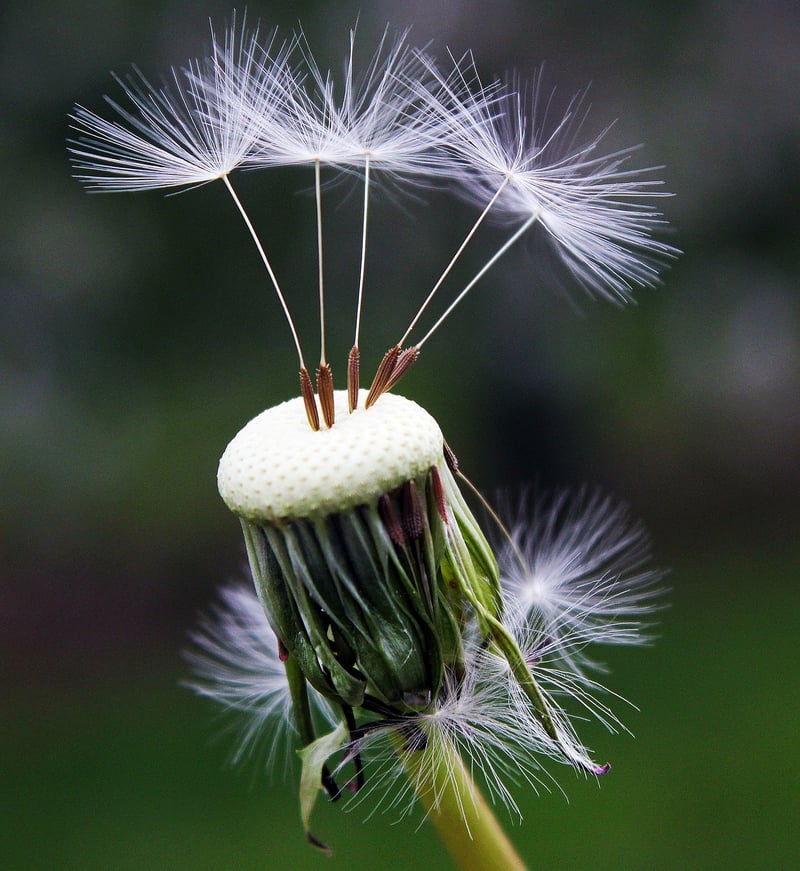 Whispered Beauty